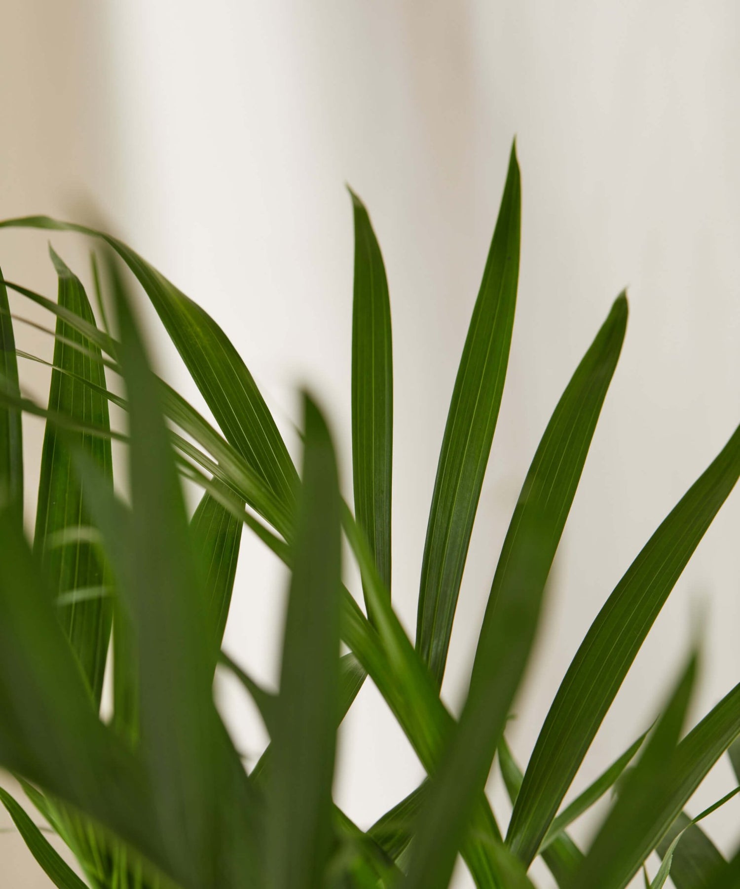 Cat Palm - PLANT THIS