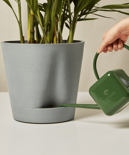 Cat Palm - PLANT THIS