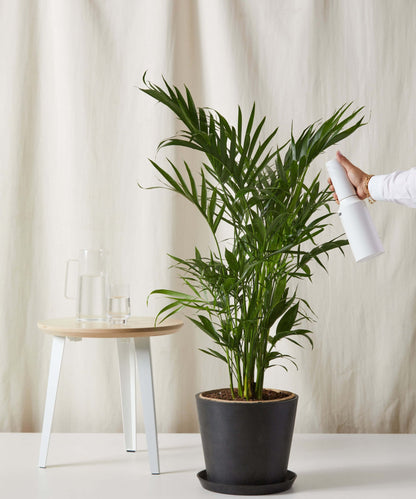 Cat Palm - PLANT THIS