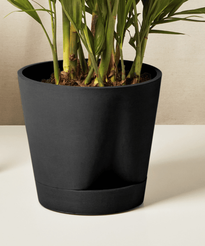 Cat Palm - PLANT THIS