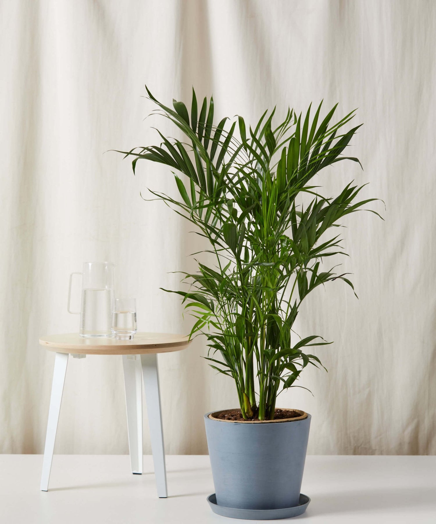 Cat Palm - PLANT THIS