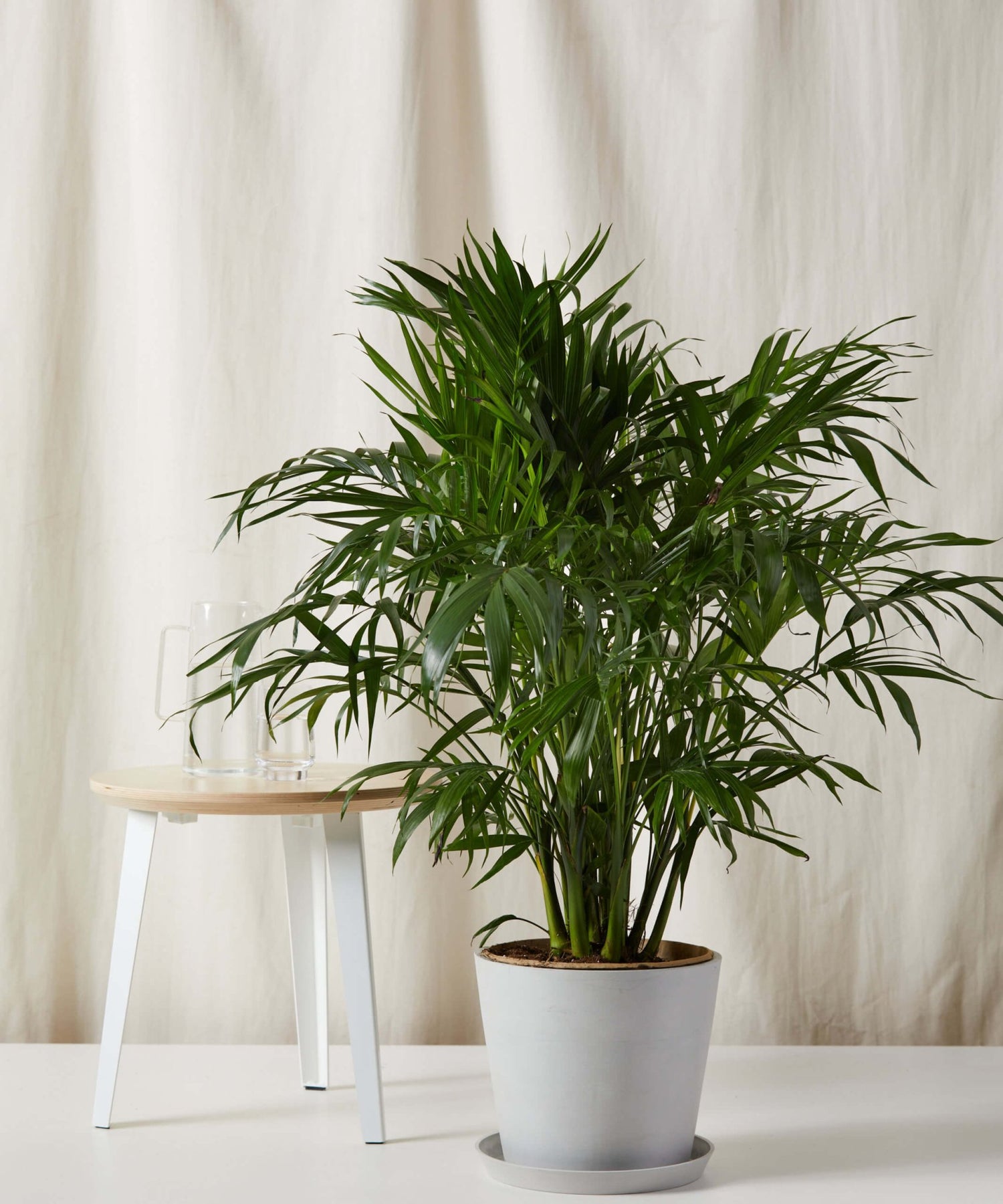 Cat Palm - PLANT THIS