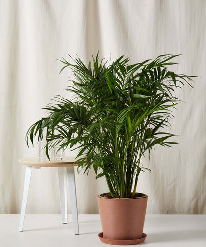 Cat Palm - PLANT THIS