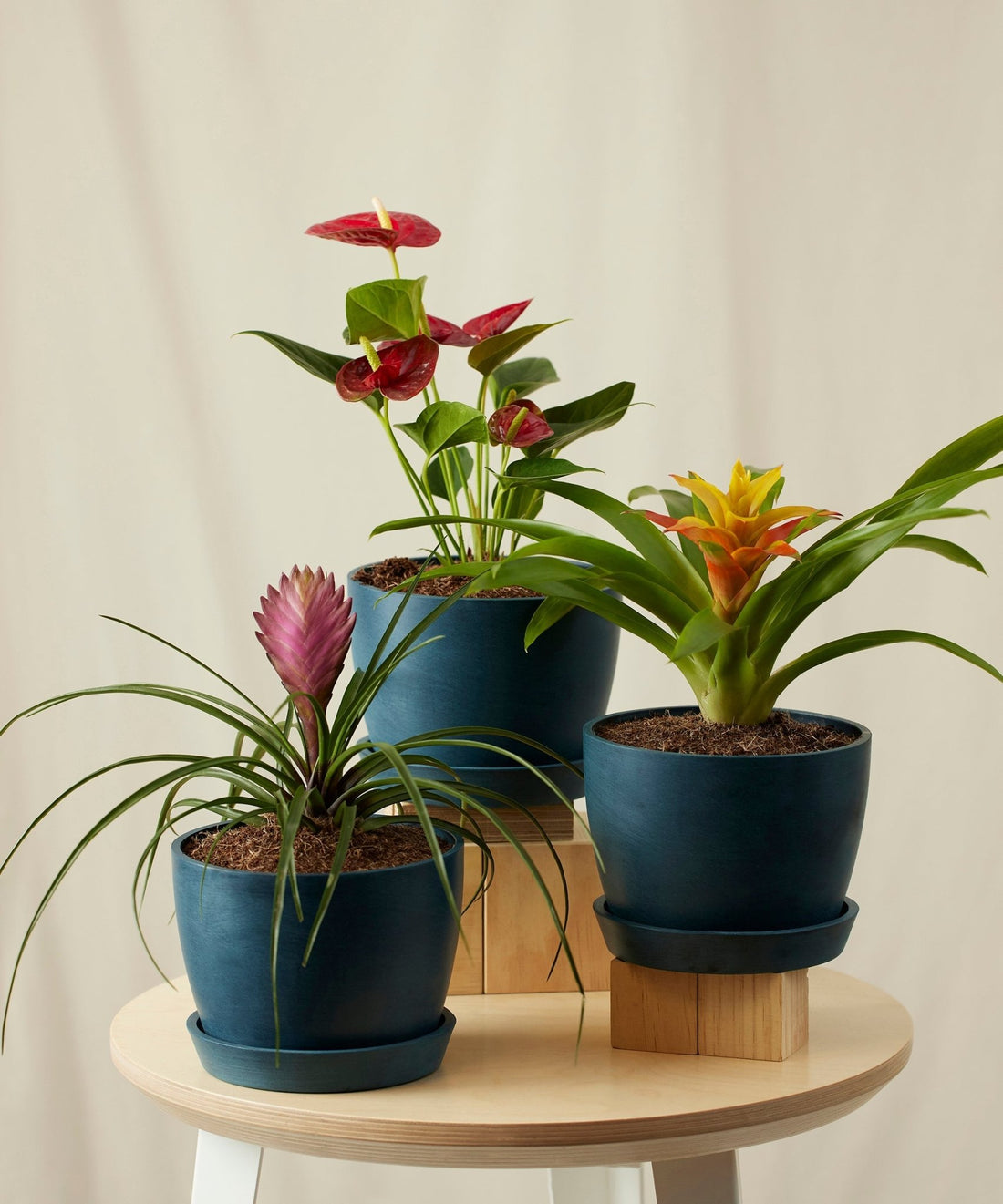 Colorful Collection - PLANT THIS