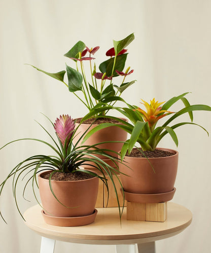 Colorful Collection - PLANT THIS