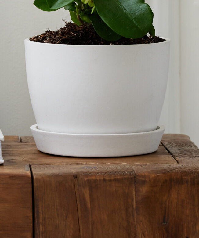 Colorful Collection - PLANT THIS