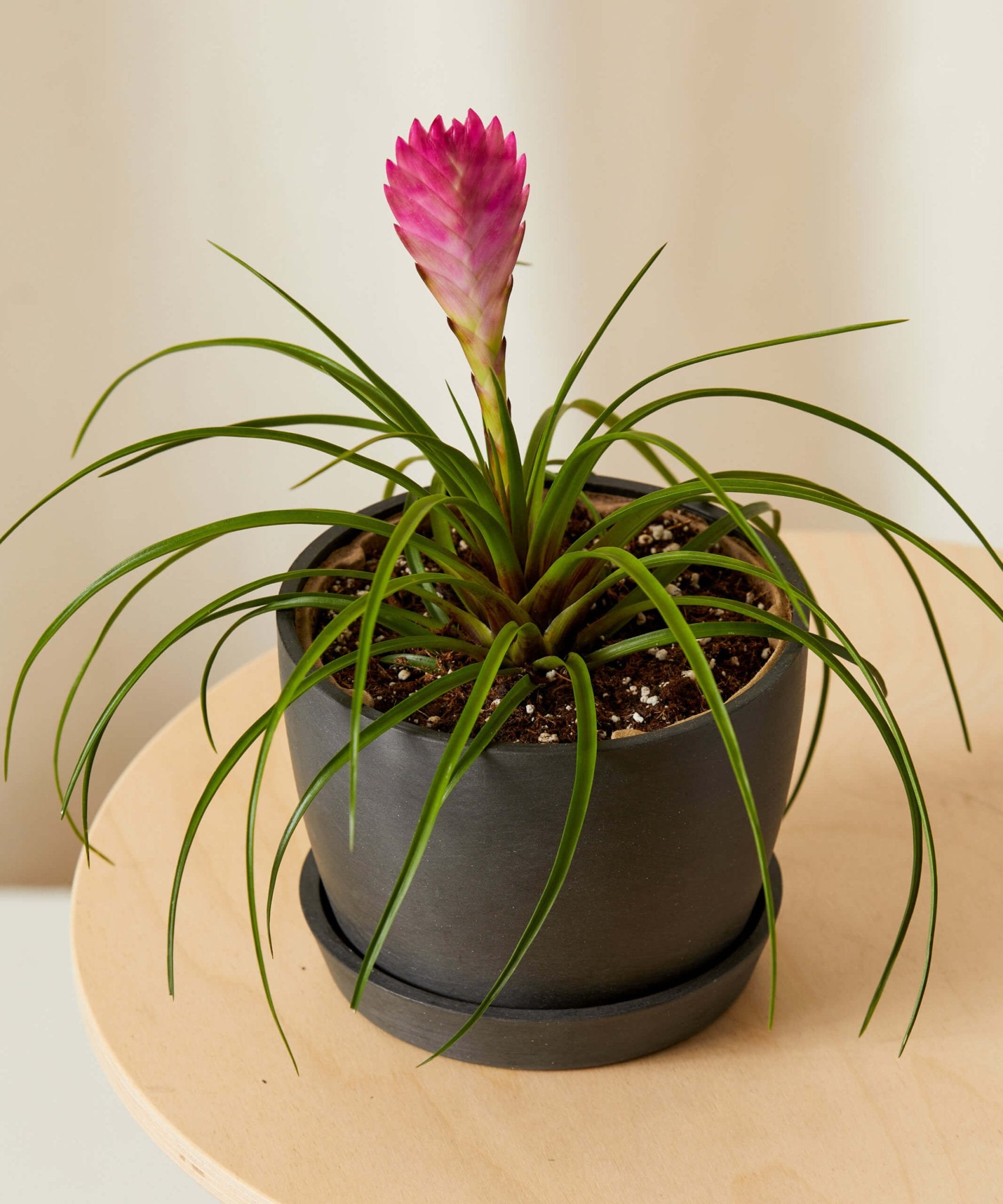 Colorful Collection - PLANT THIS