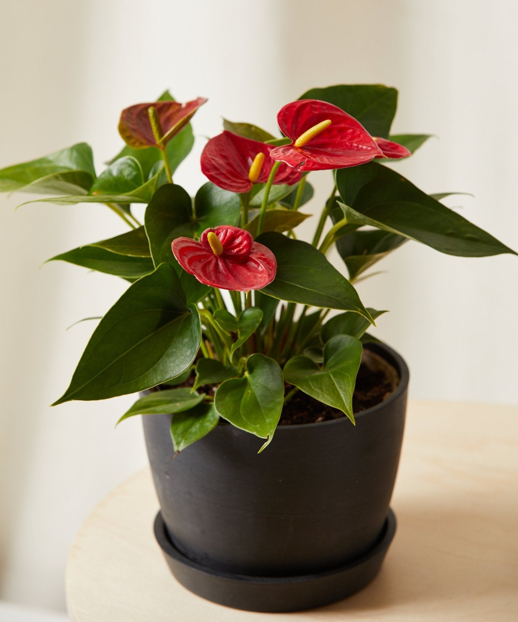Colorful Collection - PLANT THIS