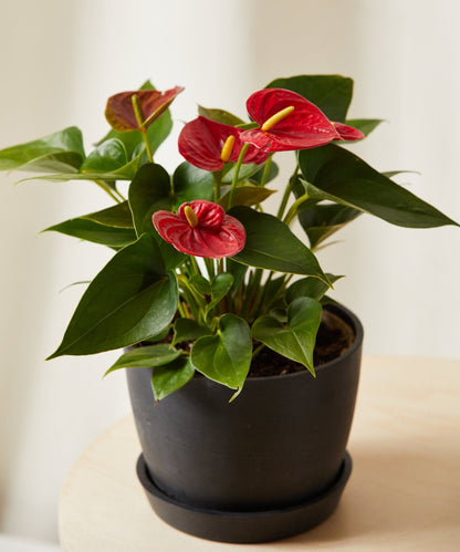 Colorful Collection - PLANT THIS