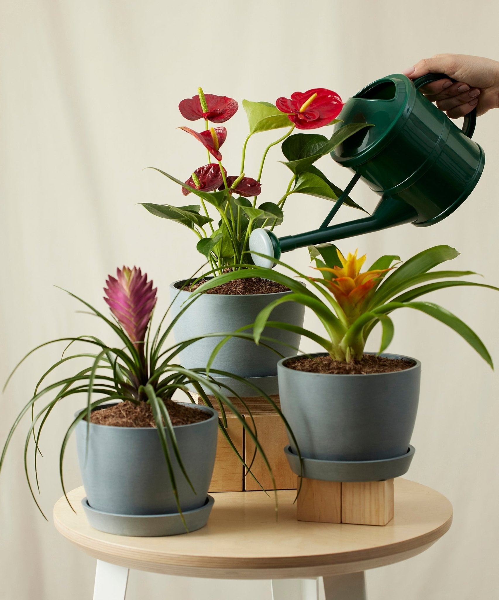 Colorful Collection - PLANT THIS