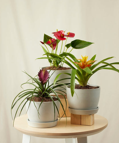 Colorful Collection - PLANT THIS