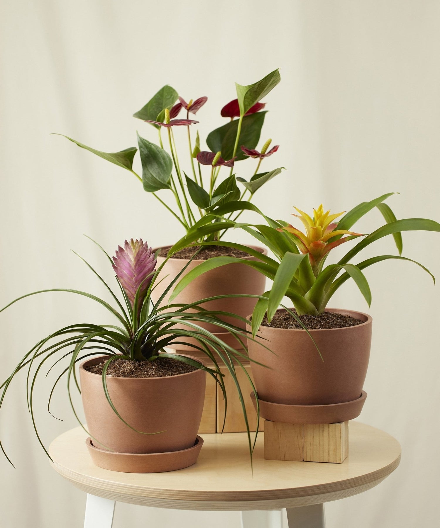 Colorful Collection - PLANT THIS