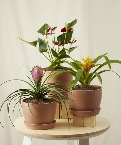 Colorful Collection - PLANT THIS