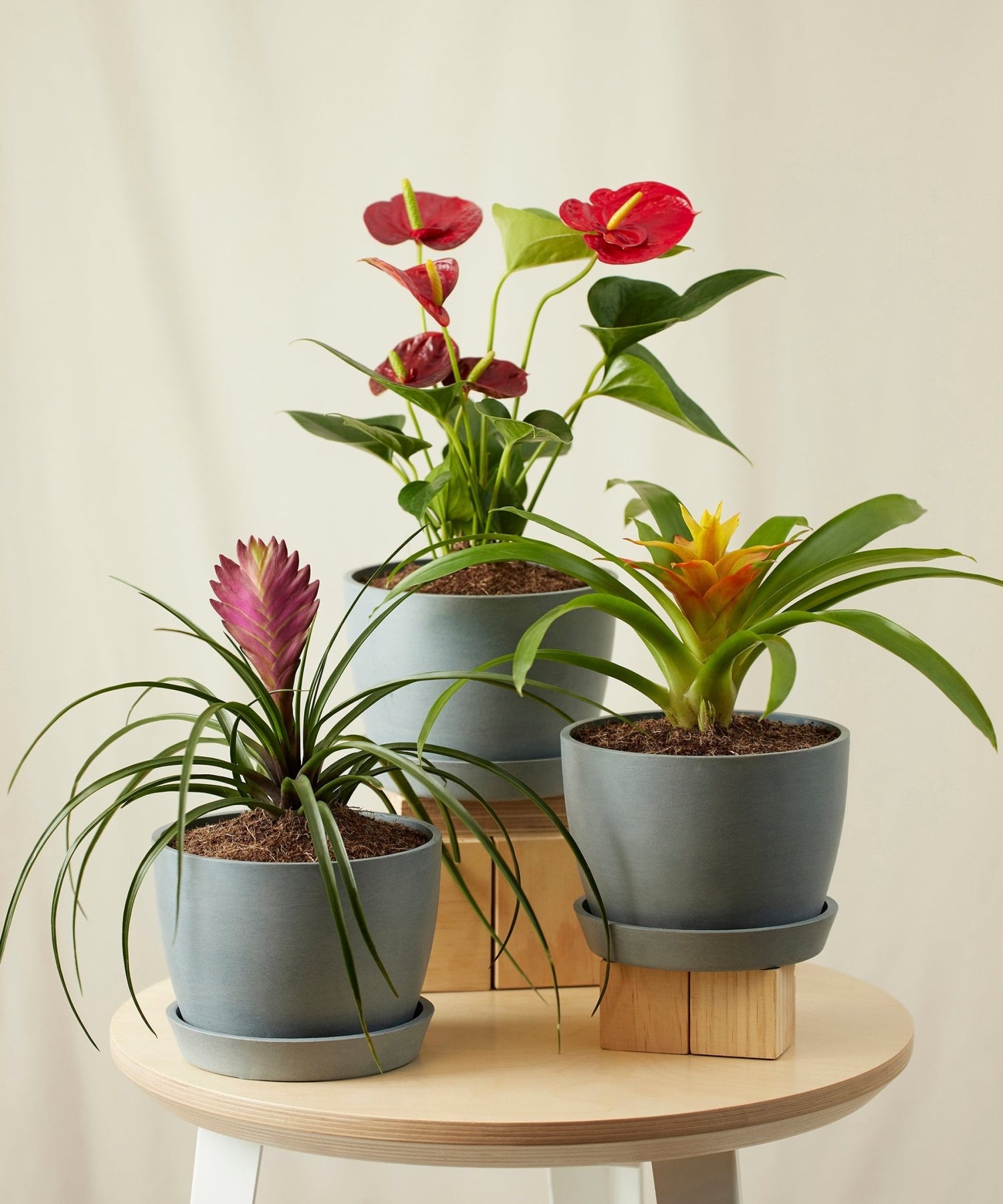 Colorful Collection - PLANT THIS