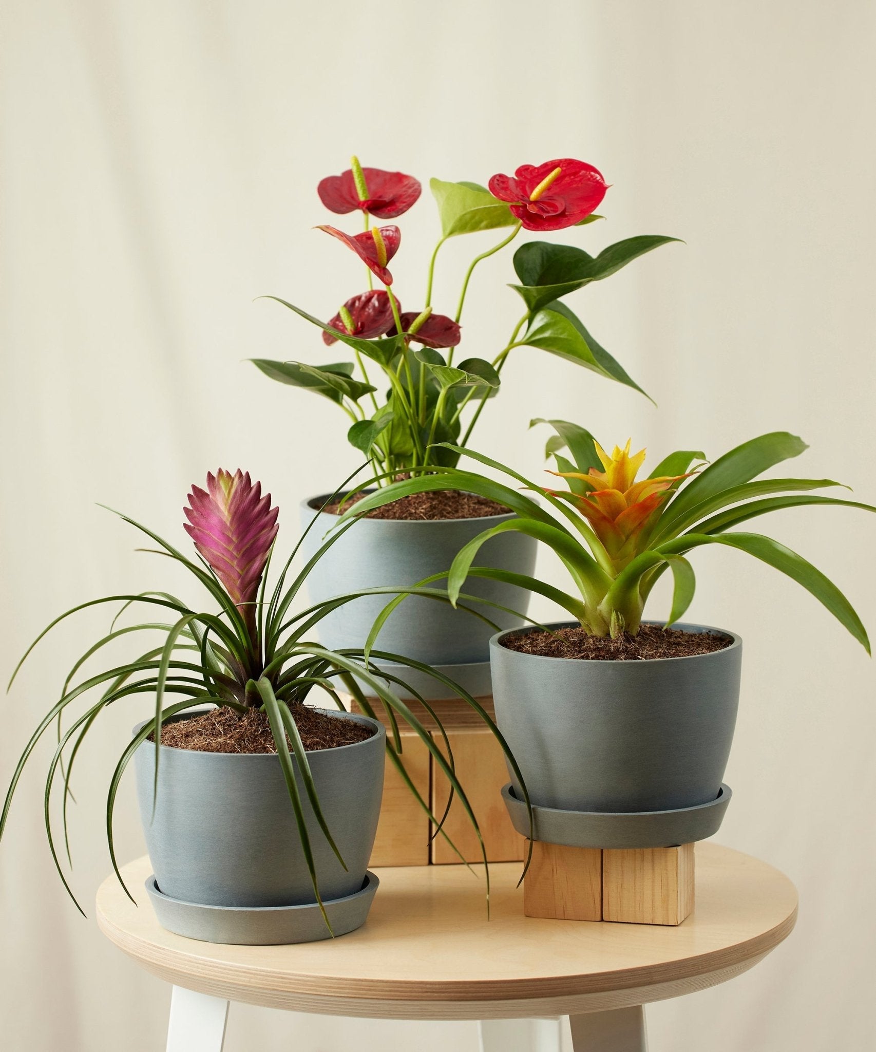 Colorful Collection - PLANT THIS
