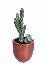 Crested Blue Myrtle Cactus - PLANT THIS