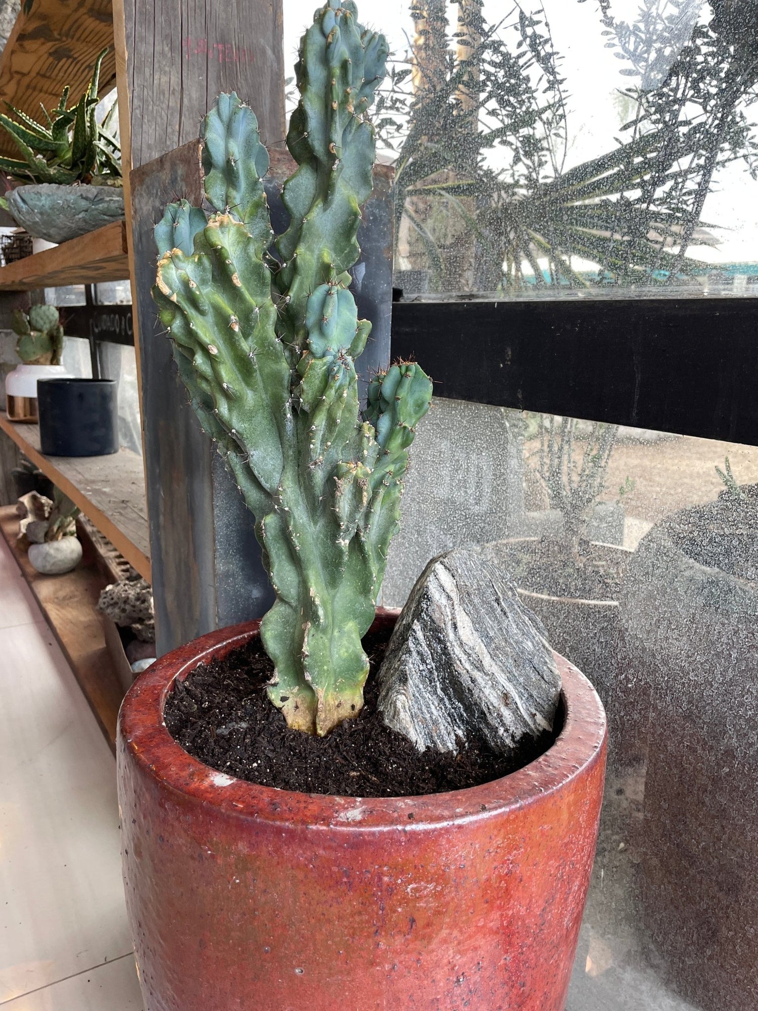 Crested Blue Myrtle Cactus - PLANT THIS