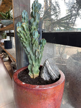 Crested Blue Myrtle Cactus - PLANT THIS