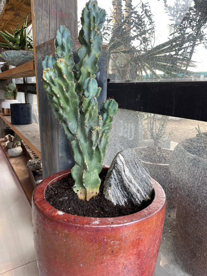 Crested Blue Myrtle Cactus - PLANT THIS