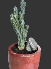 Crested Blue Myrtle Cactus - PLANT THIS