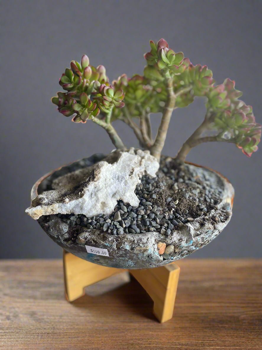 Desert Jade &