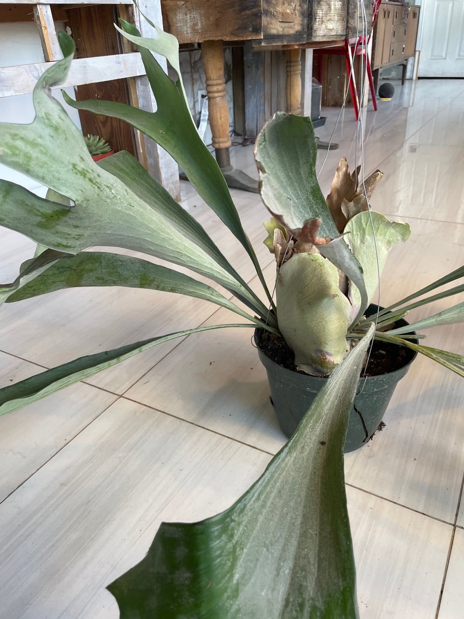 I AM ELEGANT - Staghorn Fern - Living Sculptural Elegance - PLANT THIS