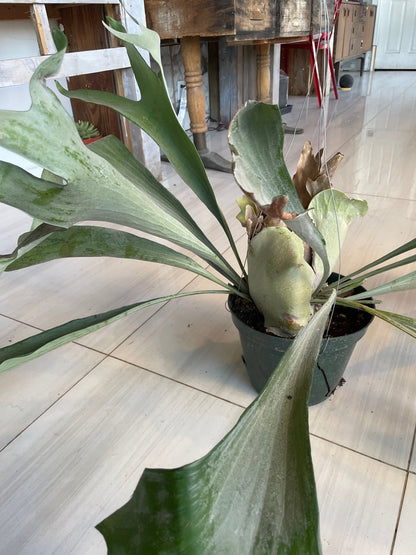 I AM ELEGANT - Staghorn Fern - Living Sculptural Elegance - PLANT THIS
