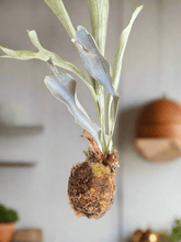 I AM ELEGANT - Staghorn Fern - Living Sculptural Elegance - PLANT THIS