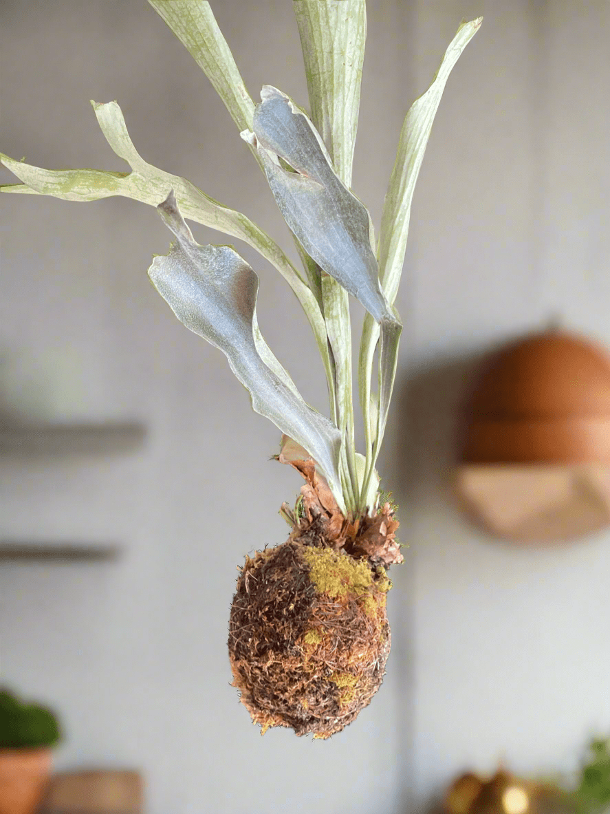 I AM ELEGANT - Staghorn Fern - Living Sculptural Elegance - PLANT THIS