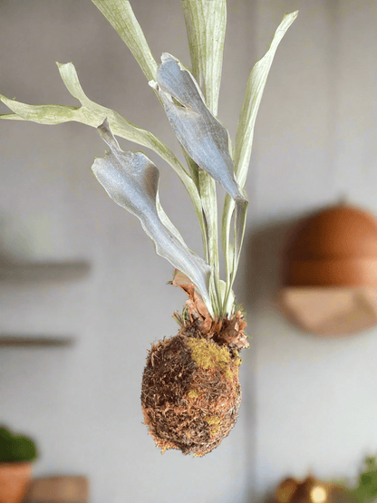 I AM ELEGANT - Staghorn Fern - Living Sculptural Elegance - PLANT THIS