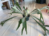 I AM ELEGANT - Staghorn Fern - Living Sculptural Elegance - PLANT THIS