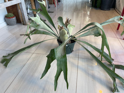 I AM ELEGANT - Staghorn Fern - Living Sculptural Elegance - PLANT THIS