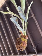 I AM ELEGANT - Staghorn Fern - Living Sculptural Elegance - PLANT THIS