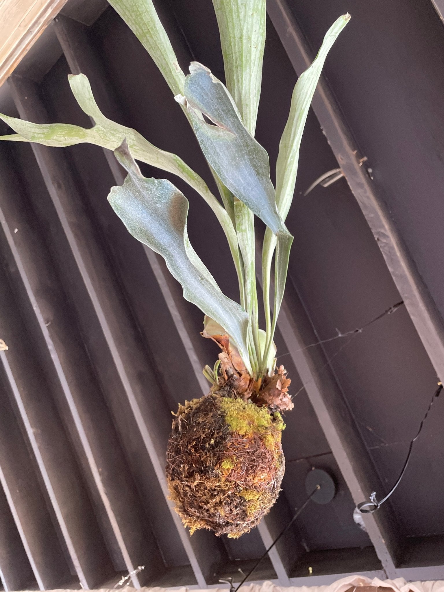 I AM ELEGANT - Staghorn Fern - Living Sculptural Elegance - PLANT THIS