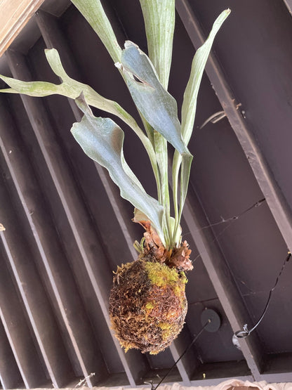 I AM ELEGANT - Staghorn Fern - Living Sculptural Elegance - PLANT THIS