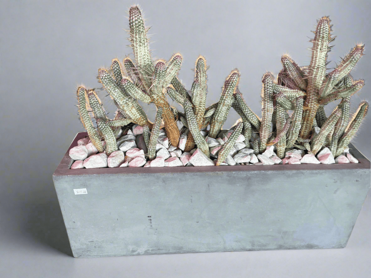 Indian Corncob Cactus in Concrete Planter - PLANT THIS