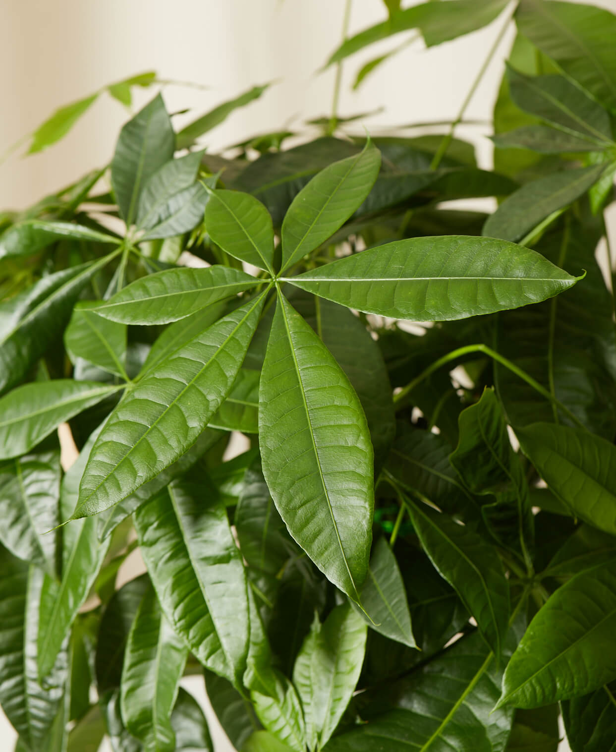 Money Tree - PLANT THIS