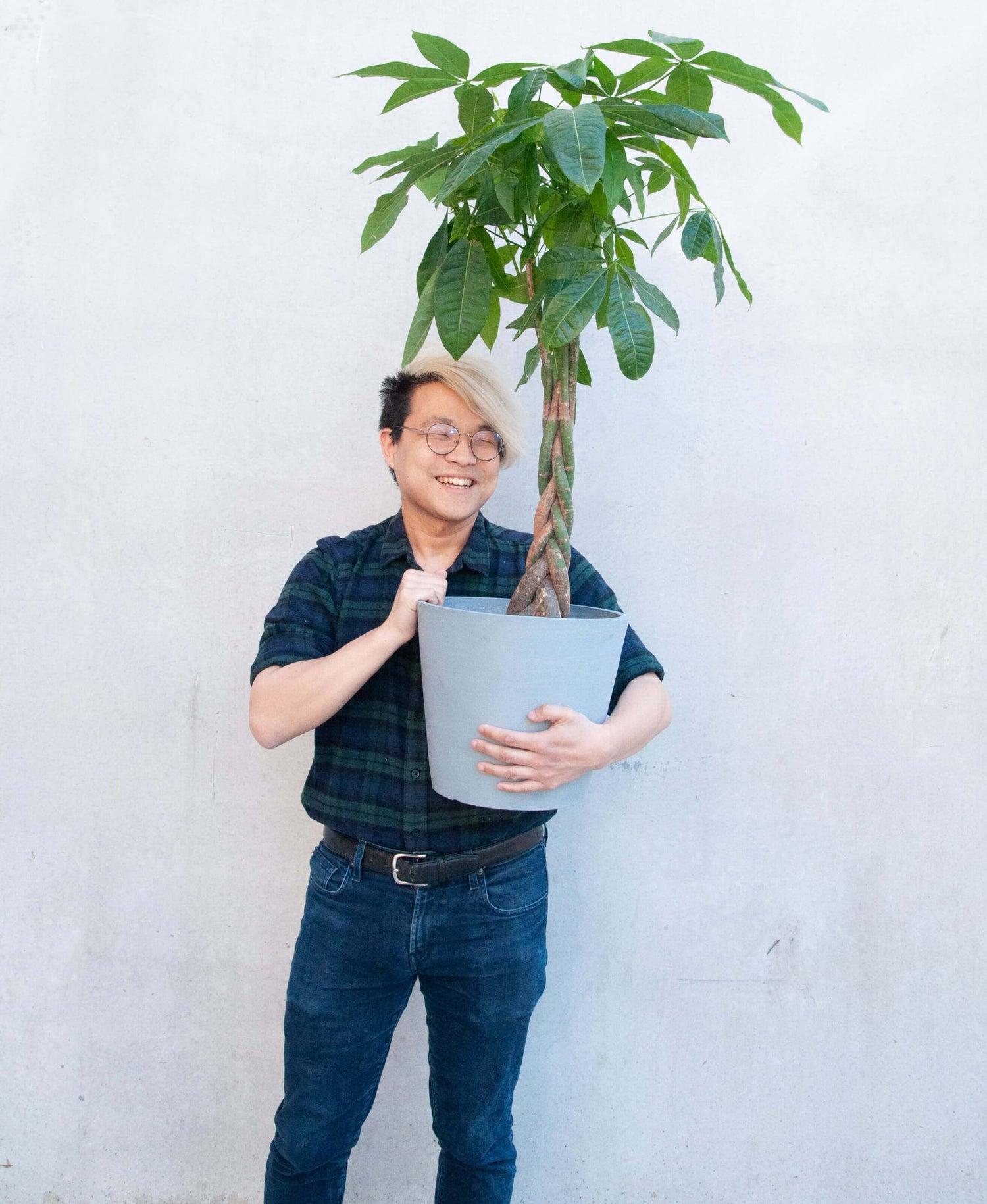 Money Tree - PLANT THIS