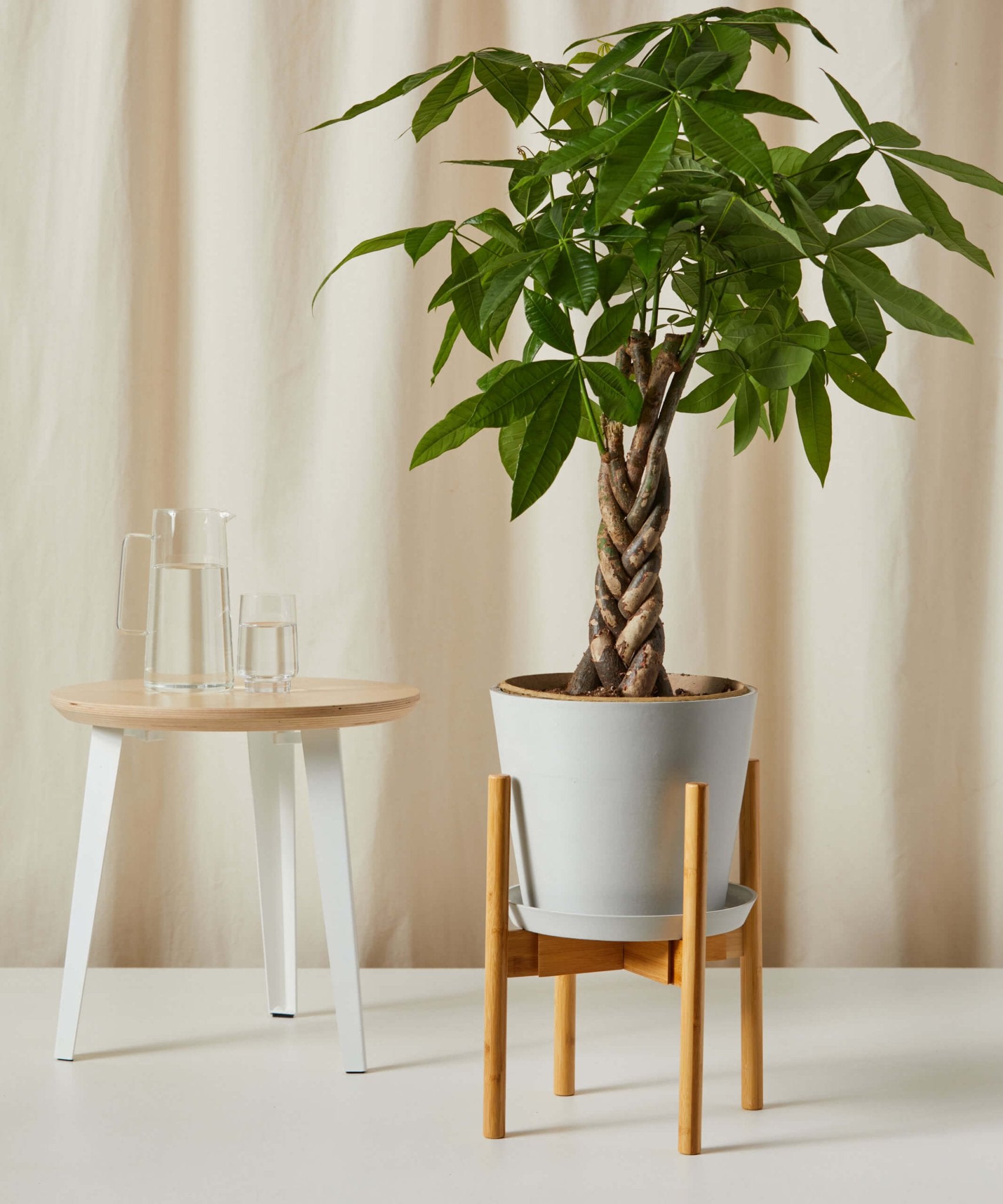 Money Tree - PLANT THIS