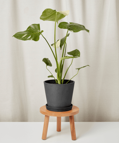 Monstera Thai Constellation - PLANT THIS
