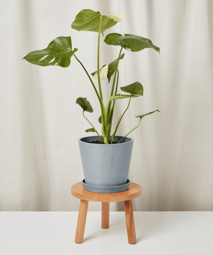 Monstera Thai Constellation - PLANT THIS