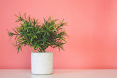 Plant Styling + Design Service - PLANT THIS