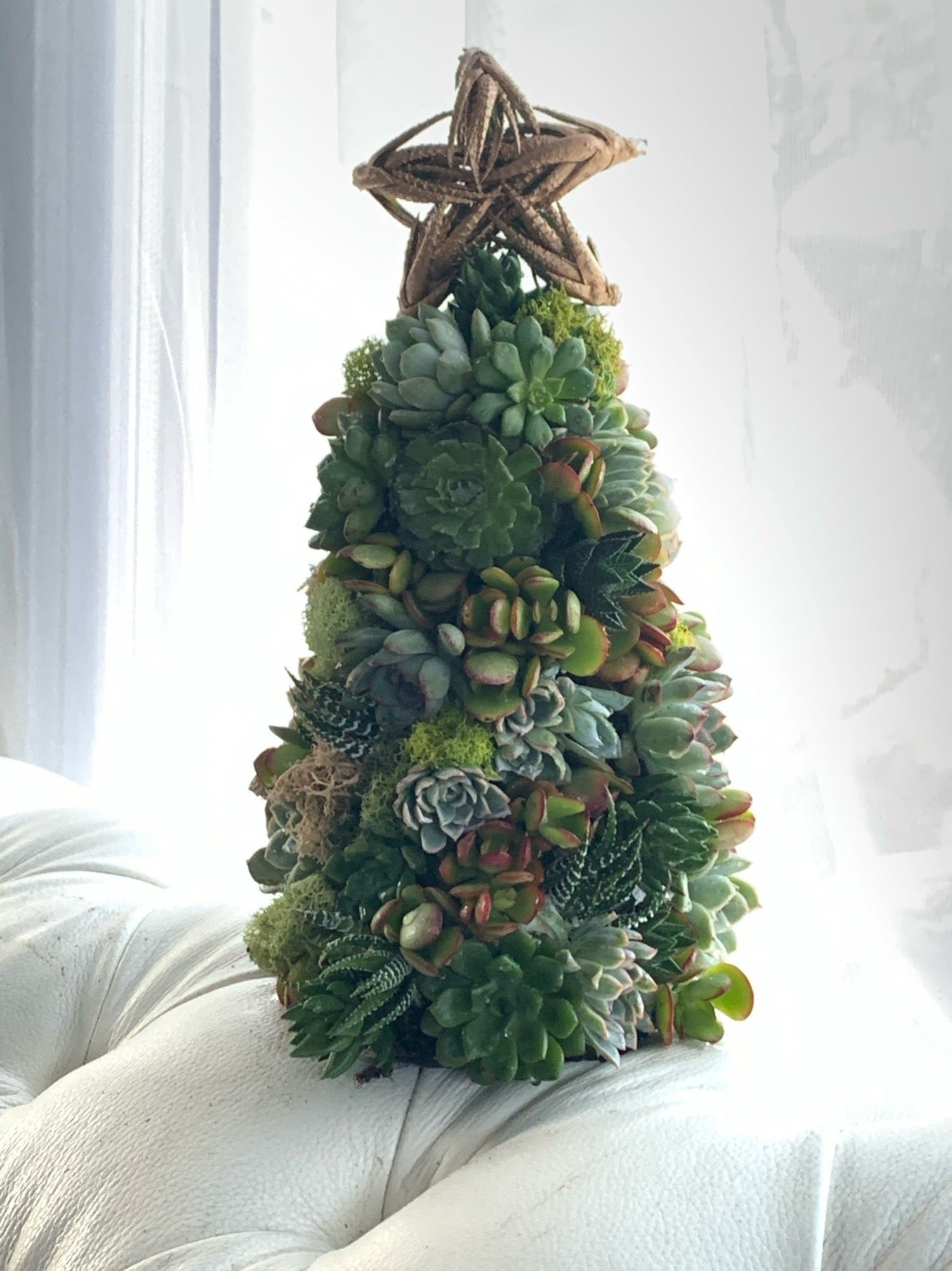 Succulent Christmas Tree - PLANT THIS