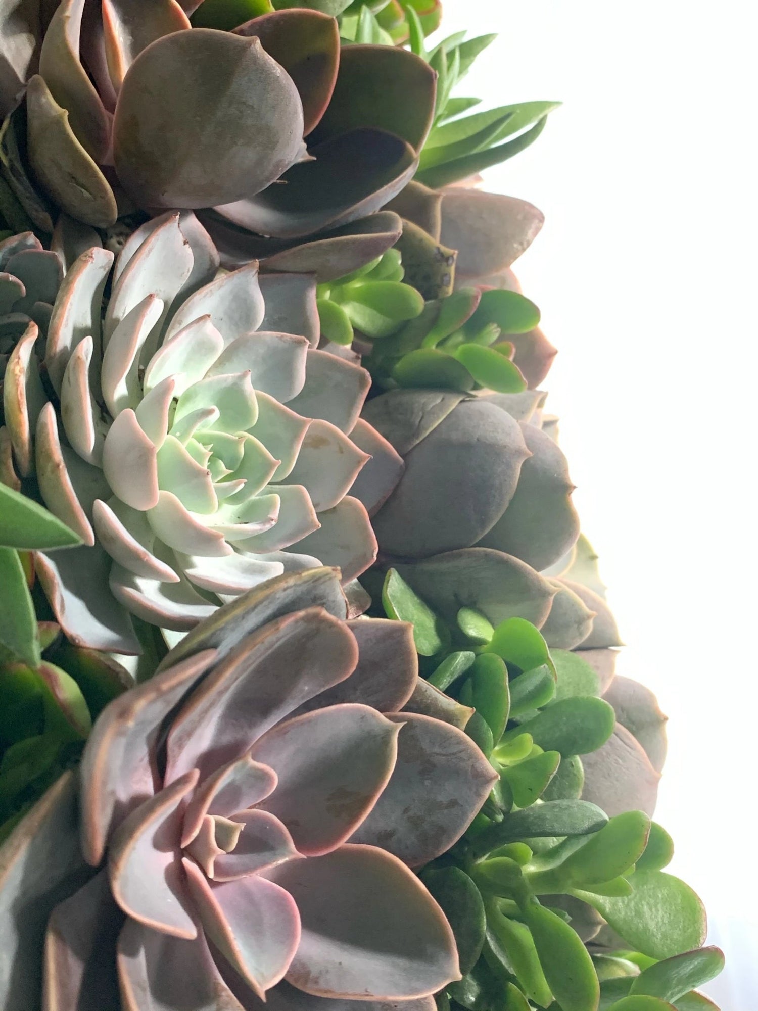 tree with succulent leaves Artisan Succulent Tree