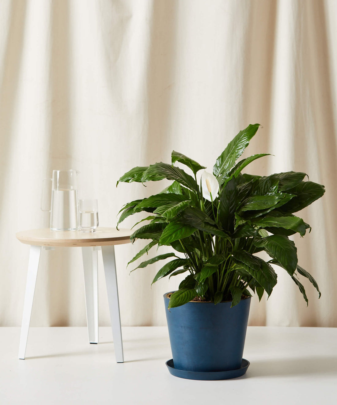 XL Peace Lily - PLANT THIS